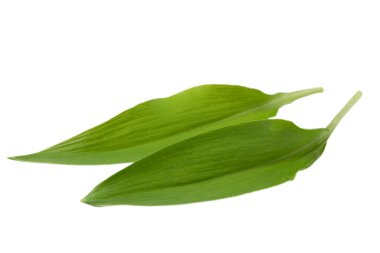 Yabani sarımsak izole üzerinde beyaz arka plan bırakır