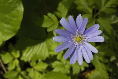 Bahçede çiçek açan Anemone Blanda