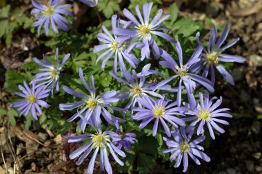 Bahçede çiçek açan Anemone Blanda