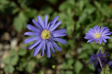 Bahçede çiçek açan Anemone Blanda