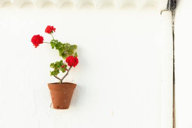 Portekiz 'de bir ev duvarında kırmızı sardunyalar olan saksı