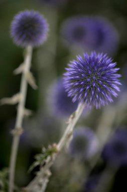 Blue globe thistle (Echinops) in the garden clipart