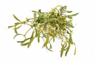 Ökseotu, beyaz arka planda yatıyor.