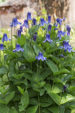 Clematis integrifolia, perennial klematis, bahçede.