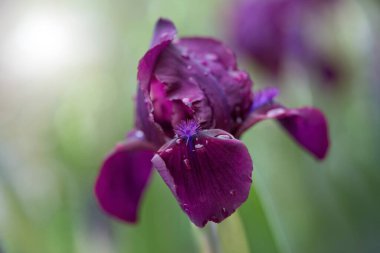 Cüce iris (Iris pumila) bahçede, yakın plan.