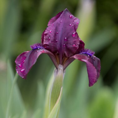 Cüce iris (Iris pumila) bahçede, yakın plan.