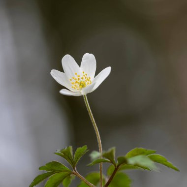 Ormanda odun şakayığı (Anemone nemorosa), kare biçiminde