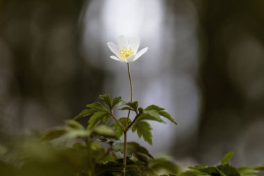 Ormanda (Anemone nemorosa) odun şakayığı