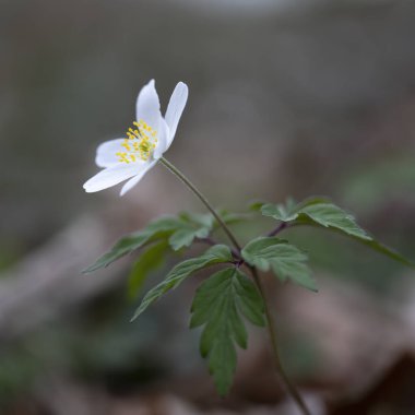 Ormanda odun şakayığı (Anemone nemorosa), kare biçiminde