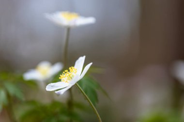 Ormanda (Anemone nemorosa) odun şakayığı