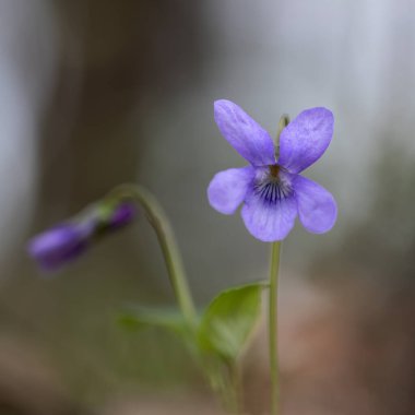 Ormanda tek bir menekşe çiçeği (Viola Kodorata)