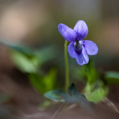 Ormanda tek bir menekşe çiçeği (Viola Kodorata)