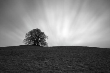 Siyah beyaz çayırdaki çıplak ağaç, uzun pozlama.