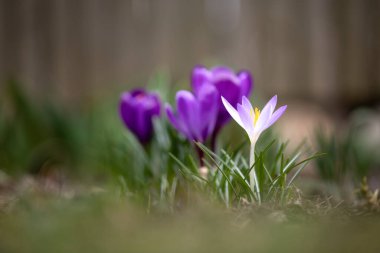 Crocuses in the garden, shallow depth of field (DOF) clipart