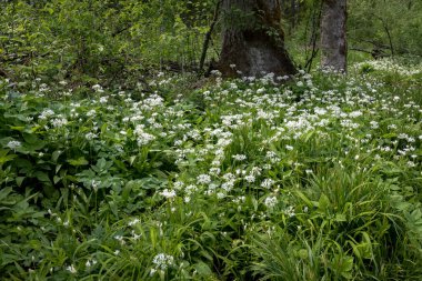 Vahşi sarımsak (Allium ursinum) ormanda çiçek açtı