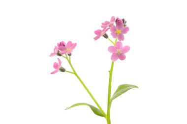 beyaz bir arka plan üzerinde unut-me-değil çiçekler