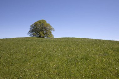 Baharda Almanya 'da serbest yeşil meşe ağacı