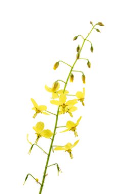 Peri çiçeği (Epimedium), beyaz arkaplanda izole edilmiş