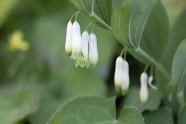 Flowering Solomon's seal (Polygonatum odoratum) in the garden clipart