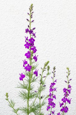 Bir ev duvarında tarla faresi (Consolida orientalis)