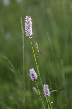 Çiçekli çayırlık düğüm otu (Polygonum bistorta)