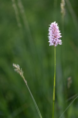 Flowering meadow knotweed (Polygonum bistorta) clipart