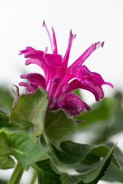 Flowering Indian nettle (Monarda didyma) clipart