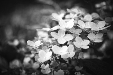Siyah ve beyaz olarak ortanca çiçeği (Hydrangea)