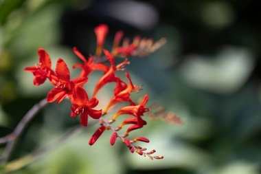 Çiçek açan Montbretia (Crocosmia), yakın plan