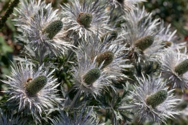 Alpine manure (Eryngium alpinum) outdoors clipart