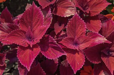 Plectranthus scutellarioides açık havada, yakın plan