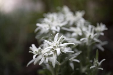 Leontopodyum nivalesi çiçek açtı dışarıda