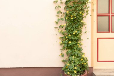 Siyah gözlü Susanne (Thunbergia alata) bir ev duvarında