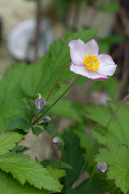 Autumn anemone (Hadspen Abundance) in the garden clipart