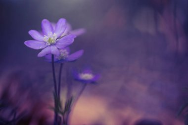 Ormanda karaciğer otu (Hepatica nobilis)