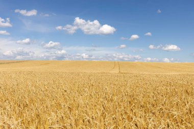 Buğday tarlası ve mavi gökyüzü yazın bulutlu.