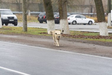 Melez beyaz bir sokak köpeği, arka planda çernobil sınırlama bölgesine giden bir aracın yanında yürüyor.