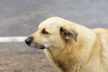 Beyaz melez bir köpeğe yakın Çernobil afet yasağı bölgesinde bir caddenin yakınında.