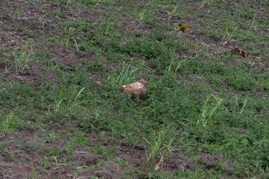 Sıradan bir sarı ve turuncu çiftçi tavuk mahsulün içinde yiyecek arıyor.