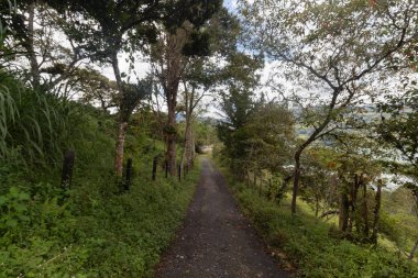 Güneşli bir günde her iki tarafında yüksek dallı ağaçlar olan kırsal yol orman yolu.