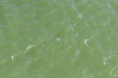 Gökyüzünden görülen yeşil mavi bir denizin üzerinde uçan martı.