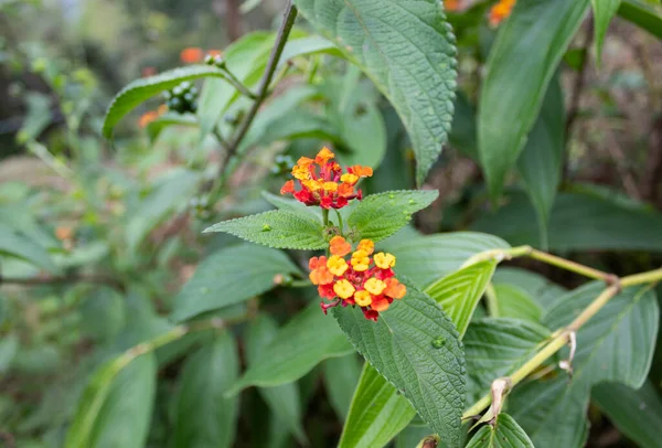 Blisko Czerwonego Pomarańczowego Żółtego Małego Kwiatu Zielonymi Liśćmi Gałęziami — Zdjęcie stockowe