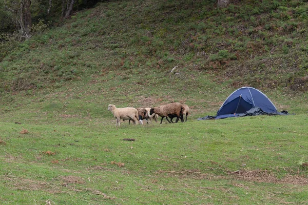 Любопытные Овцы Рядом Голубым Кемпингом Правило Зеленой Траве Горы — стоковое фото