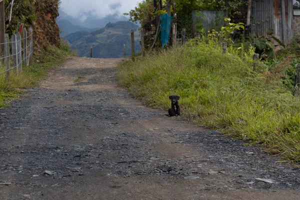 Cucciolo Nero Custode Che Guarda Vicino Una Strada Sabbia Con — Foto Stock