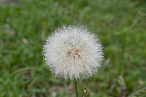 Makro Fotografia Kwiatu Mniszka Lekarskiego Zieloną Trawą Tle — Zdjęcie stockowe