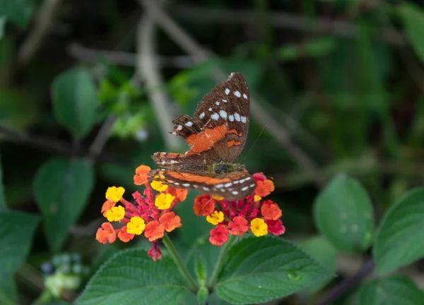 在红色 橙色和黄色的花朵和绿色的叶子之上 有一只帝王蝶 宏观摄影 — 图库照片