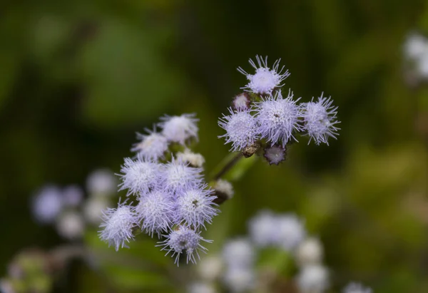 Piękne Smal Liliowe Kwiaty Zamazaną Naturą Tle Fotografia Makro — Zdjęcie stockowe