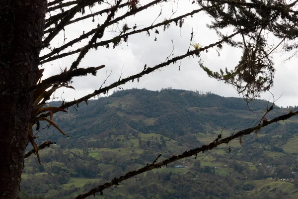 Campagna Colombiana Montagna Verde Vista Attraverso Vecchio Albero Rami — Foto Stock