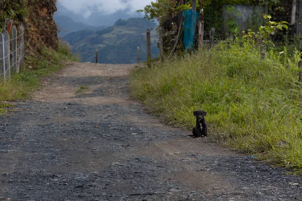 Cachorro Negro Cultivo Cerca Camino Rural Con Paisaje Montaña Fondo — Foto de Stock