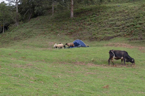 Uma Grande Vaca Preta Uma Ovelha Curios Frente Acampamento Azul — Fotografia de Stock